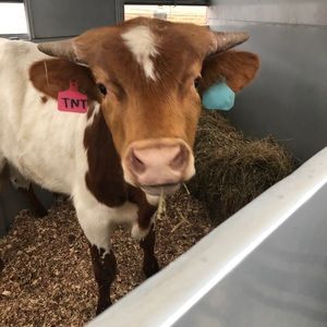 Meet your Posher, Shane